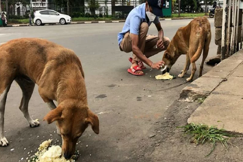 இலங்கையில் தெரு நாய்கள் பிடிப்பு நடவடிக்கை – மோடி வருகை காரணமா?