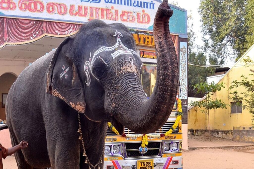 கோவில் யானையால் அம்பானியின்  ஜியோ தொலைத்தொடர்பு சேவைக்கு வந்த சோதனை