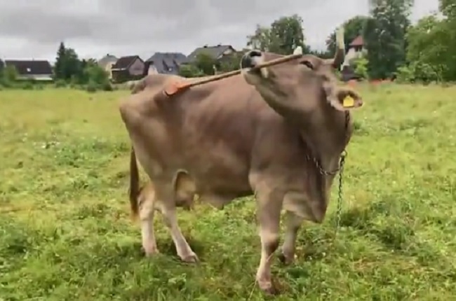 துடைப்பக் கட்டையால் முதுகு சொறியும் ‘ஜீனியஸ்’ பசு! உலகில் அதி புத்திசாலி இது தானாம் (VIDEO)