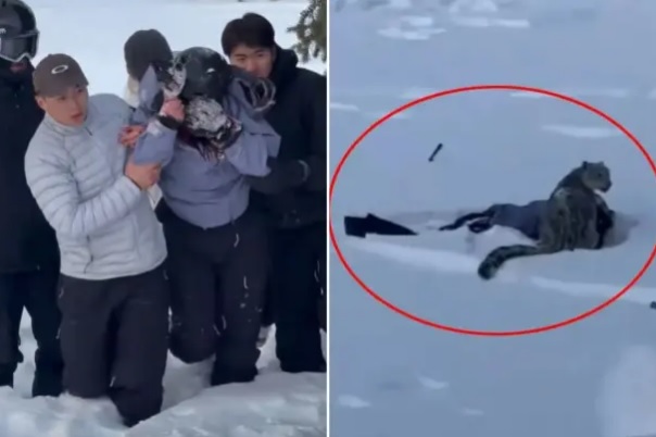 snow leopard அருகே சென்று படம் எடுக்கப் போய் கடி வாங்கிய பெண் இவர் தான் ! - Image 1 snow leopard அருகே சென்று படம் எடுக்கப் போய் கடி வாங்கிய பெண் இவர் தான் ! - Image 1