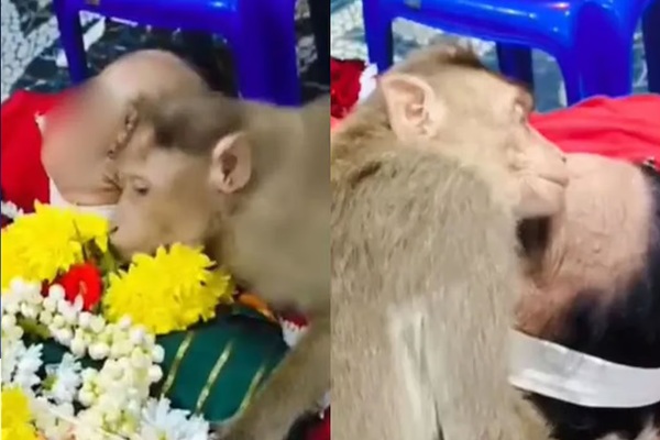 உயிரிழந்த மூதாட்டியைக் கட்டிப்பிடித்து அழுத குரங்கு – இணையத்தைக் கலக்கும் நெகிழ்ச்சி வீடியோ!